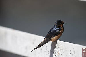 Swallow On Railing