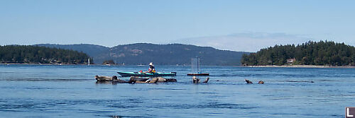 Sailboat Paddling By Seals Seals On Rocks