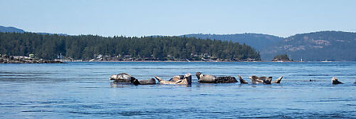 Seals On Rocks