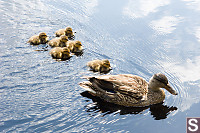 Family Of Mallard Chicks