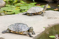 Red Eared Sliders