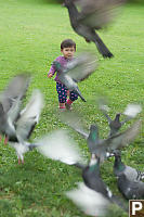 Pigeons Taking Off