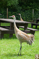 Father Crane With Tale Feathers Up