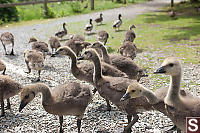 Small Army Of Baby Canada Geese