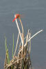 Cardinal Meadowhawk