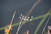 Eight Spotted Skimmer Resting