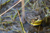 Green Frog Half Submerged