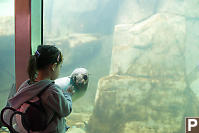 Northern Fur Seal Looking At Naras Fingers