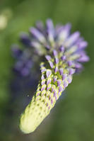 Lupin Falling Over