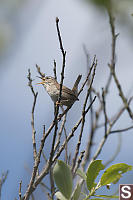 Marsh Wren