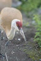 Sandhill Crane