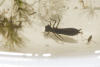 grousewinged backswimmer, common backswimmer