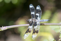 Eight Spotted Skimmer