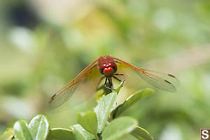 Looking Meadowhawk In The Eyes