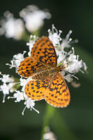 Pacific Fritillary On Sitka Valerian