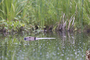 Beaver Swimming Left