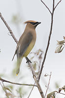 Cedar Waxwing