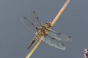 Four Spotted Skimmer