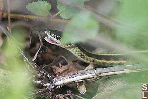 Garter Snake Mouth Open