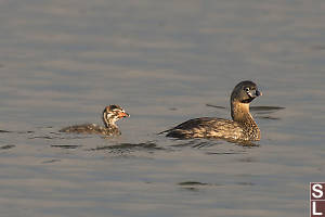 Pied Billed Grebe With Chick