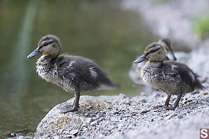 Two Wet Mallard Chicks