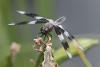 Eight Spotted Skimmer Focus Stacked