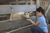 Nara Feeding Sheep
