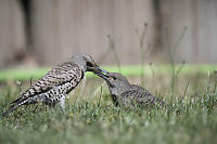 Parent Northern Flicker Feeding Child