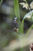 Blue Eyed Darner Mating