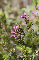 Heather Flowers Are Buds