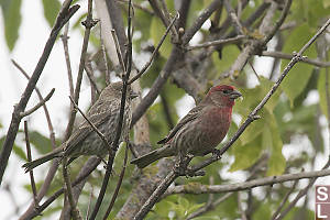 House Finch Pair