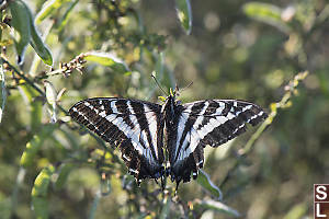 Pale Swallowtail Finally Perched