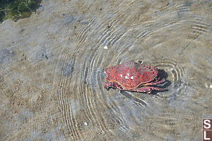 Red Rock Crab In Shallows