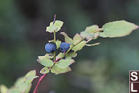 Blue Berries