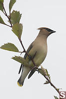 Cedar Waxwing