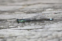 Green And Blue Damselfly