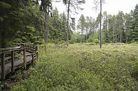 Labrador Tea Blooming In Camosun Bog