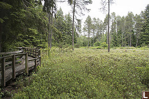 Labrador Tea Blooming In Camosun Bog