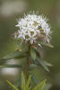 Bog Labrador Tea