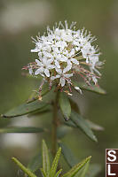 Labrador Tea In Bloom