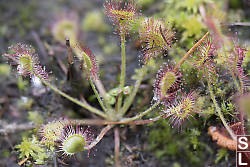 Sundew Image Stack