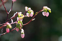 Blueberry Flowers