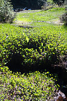 Deer-Cabbage Carpet