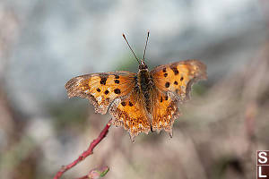 Satyr Comma