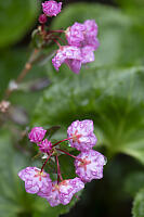 Bog Laurel