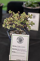 Bonzai Style Succulent