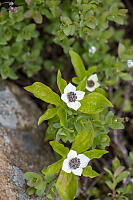 Creeping Dogwood