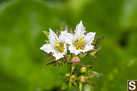 Deer Cabbage Flowers