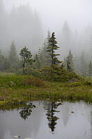 Dwarf Trees In Fog