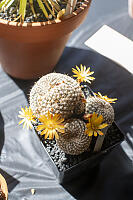 Flowering Cactus